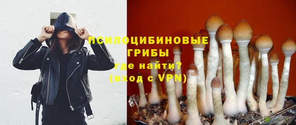 ПСИЛОЦИБИНОВЫЕ ГРИБЫ Новозыбков