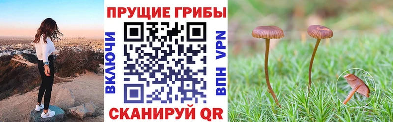 хочу наркоту  Козьмодемьянск  Псилоцибиновые грибы прущие грибы 